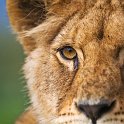 slides/_MG_7151.jpg wildlife, feline, big cat, cat, predator, fur, spot, african, lion, lioness, eye WBCW28 - African Lioness